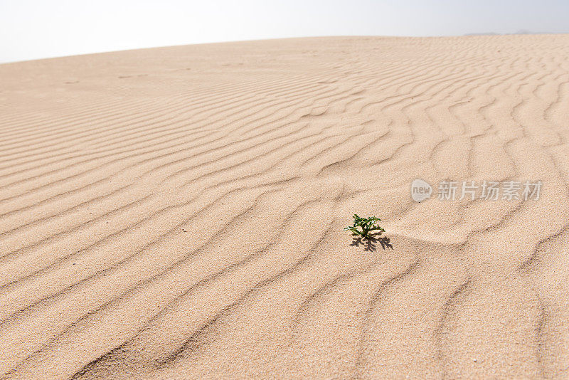 drought - small plant in desert